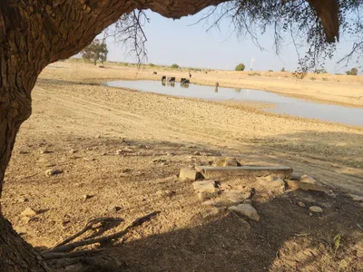 Waterlogged Area