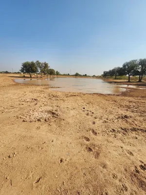 Waterlogged Area